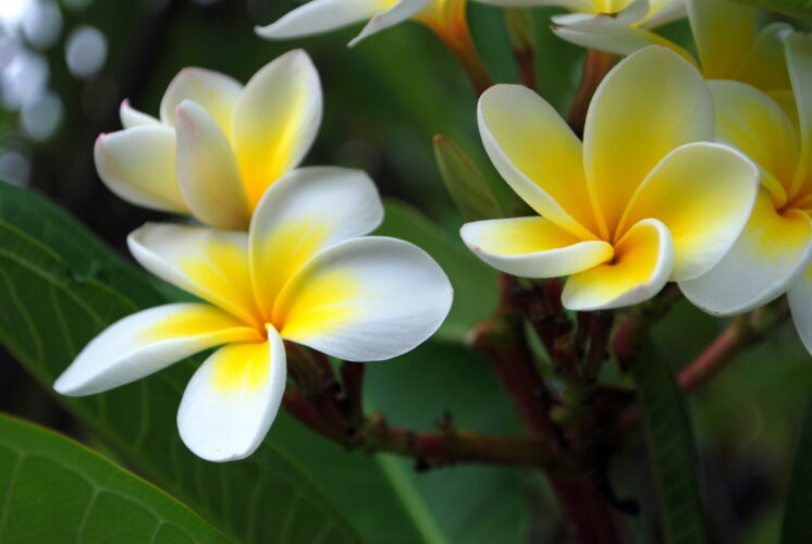 Garden Club of Cape Coral | Plumeria – a tropical treat!